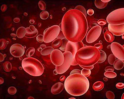 Hemochromatosis Therapeutics